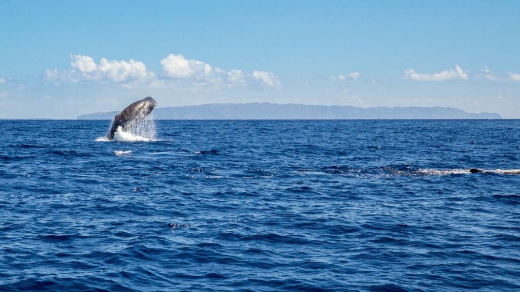 whale-watching-madeira