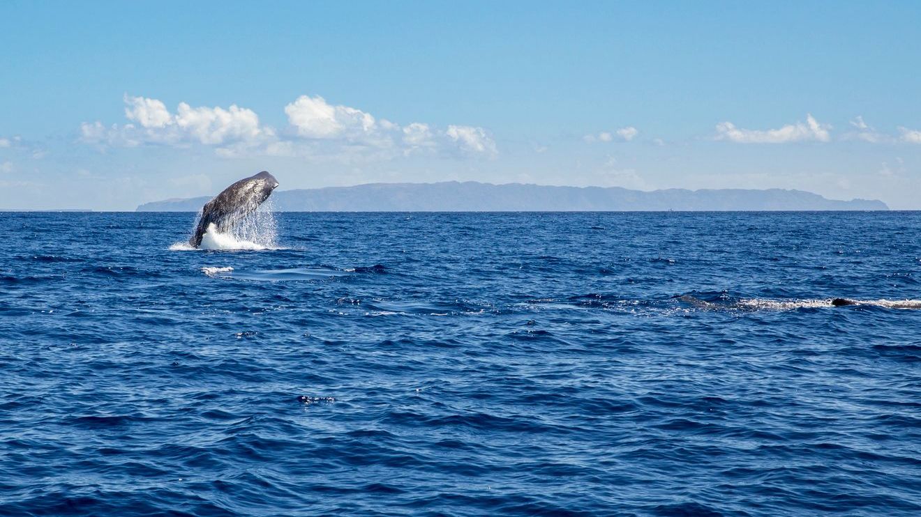 whale-watching-madeira