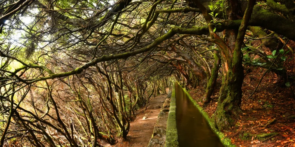 Madeira Walking Holidays