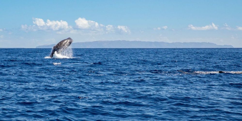 whale-watching-madeira