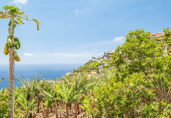 Ferienhaus in Ponta do Sol - Amendoeira Residence by Homie Ferienhaus in Ponta do Sol - Amendoeira Residence by Homie