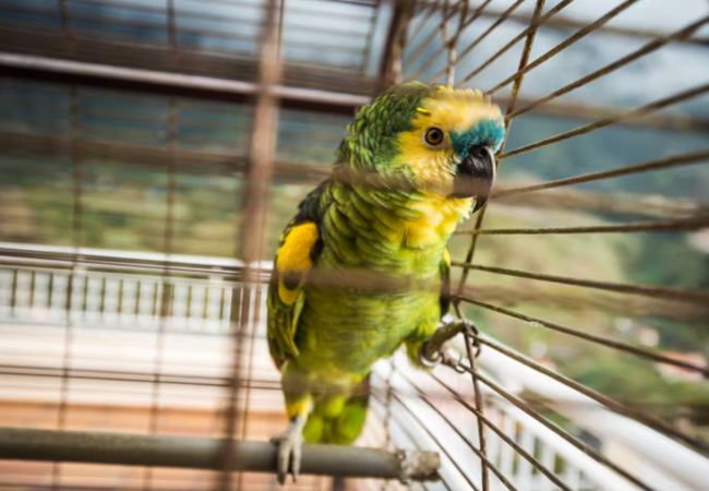 Maison à São Vicente - Cantinho das Feiteiras by Homie Maison à São Vicente - Cantinho das Feiteiras by Homie