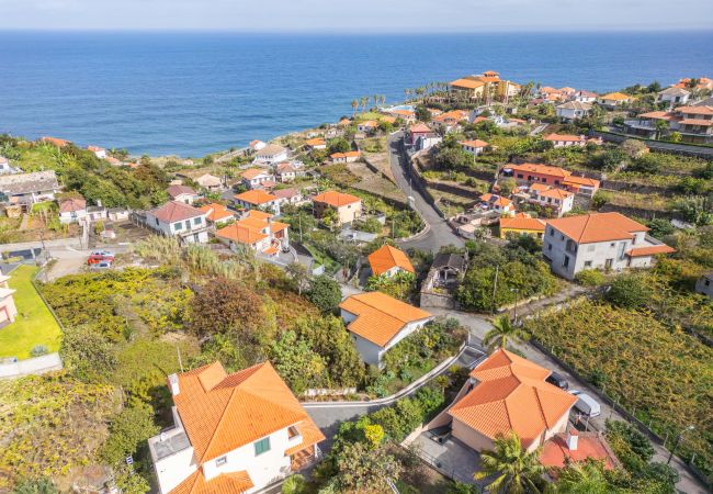 House in Ponta Delgada - Palm Tree House by Madeira Sun Travel House in Ponta Delgada - Palm Tree House by Madeira Sun Travel