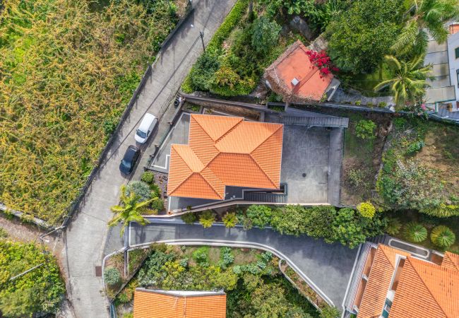 House in Ponta Delgada - Palm Tree House by Madeira Sun Travel House in Ponta Delgada - Palm Tree House by Madeira Sun Travel